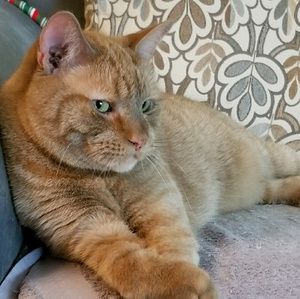 Meet your Posher, Debi